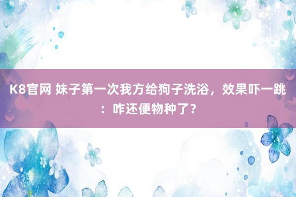K8官网 妹子第一次我方给狗子洗浴，效果吓一跳：咋还便物种了？
